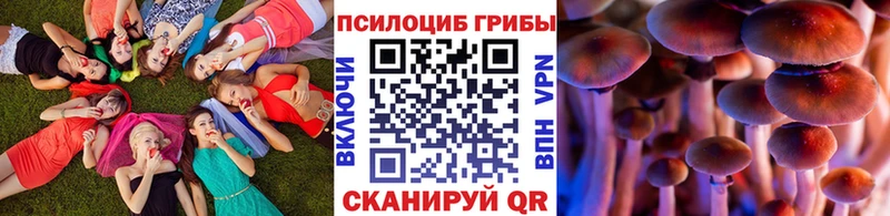 Купить где  Муром  Псилоцибиновые грибы мицелий 